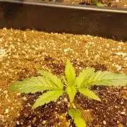 Greenhouse grow with HPS and LED