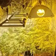 Greenhouse grow with HPS and LED