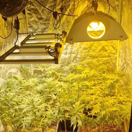 Greenhouse grow with HPS and LED
