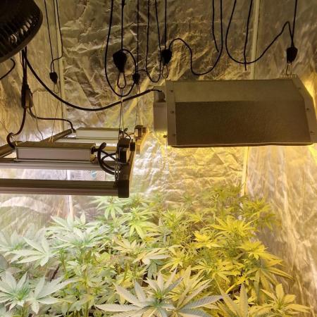 Greenhouse grow with HPS and LED