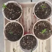 Trophy Wife Indoor Grow From Seed