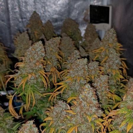Mandarin panties 🍊 Seedstockers