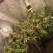 Northern lights blue & Mazar kush