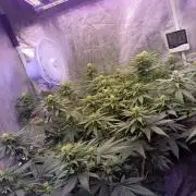 Northern lights blue & Mazar kush