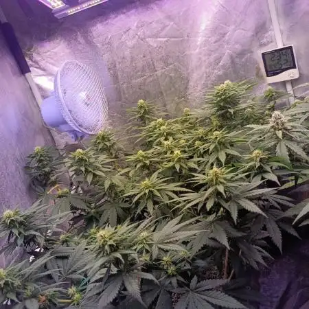 Northern lights blue & Mazar kush