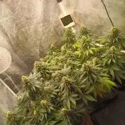 Northern lights blue & Mazar kush