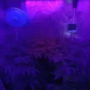 Northern lights blue & Mazar kush
