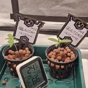 Mephisto's Gelauto #33