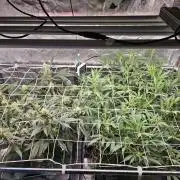 Fast Buds For New Eve :)