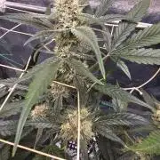 Fast Buds For New Eve :)