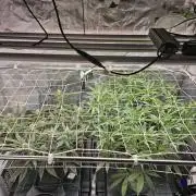 Fast Buds For New Eve :)