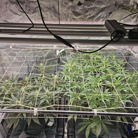 Fast Buds For New Eve :)