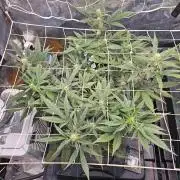 Fast Buds For New Eve :)