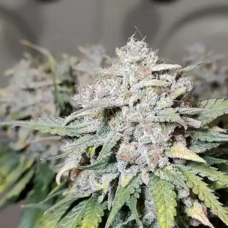 1st Grow - Autoflower