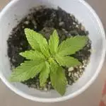 First Grow
