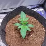 Apple Fritter
