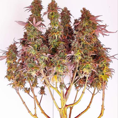 New York Diesel