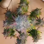 Papaya Zoap Auto
