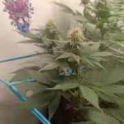 Pineapple 🍍