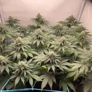 Pineapple 🍍