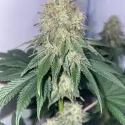 Pineapple 🍍