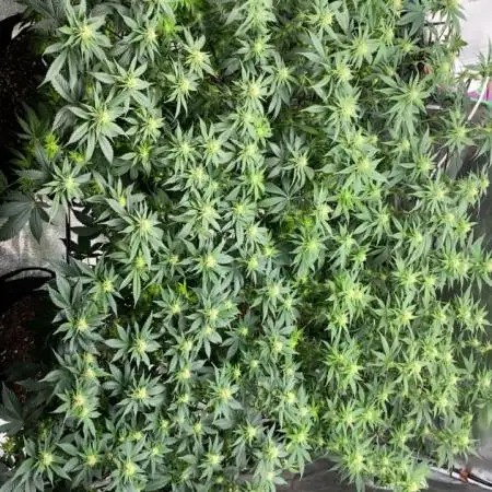Gelato 45