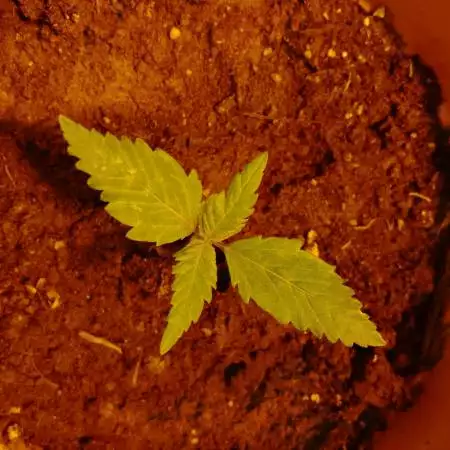 LSD 25 (FAST BUDS) 