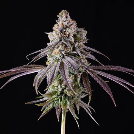Blue Dream & Apple Fritter