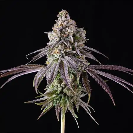 Blue Dream & Apple Fritter