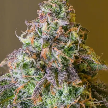 Blue Dream & Apple Fritter