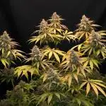 Blue Dream & Apple Fritter