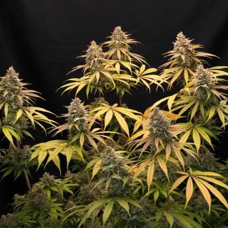 Blue Dream & Apple Fritter