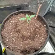 Blue pie Oz by jonny blaze