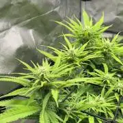 Chocolate Skunk (A, B, C)