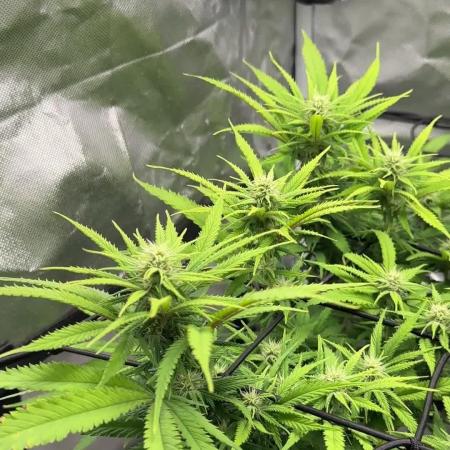 Chocolate Skunk (A, B, C)