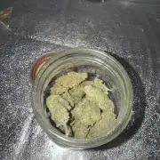 Chocolate Skunk (A, B, C)