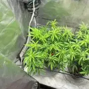 Chocolate Skunk (A, B, C)