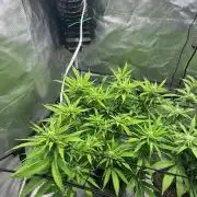 Chocolate Skunk (A, B, C)