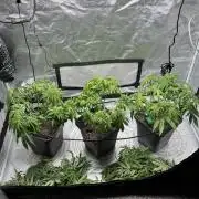 Chocolate Skunk (A, B, C)