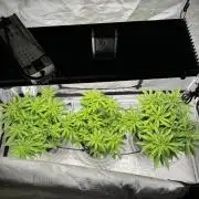 Chocolate Skunk (A, B, C)