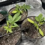 Chocolate Skunk (A, B, C)