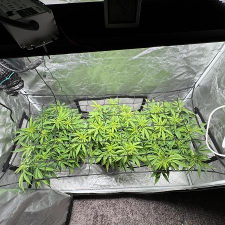 Chocolate Skunk (A, B, C)