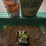 Chocolate Skunk (A, B, C)