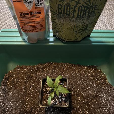 Chocolate Skunk (A, B, C)