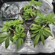 Chocolate Skunk (A, B, C)