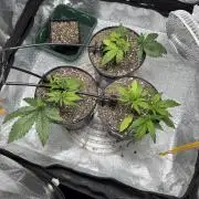 Chocolate Skunk (A, B, C)