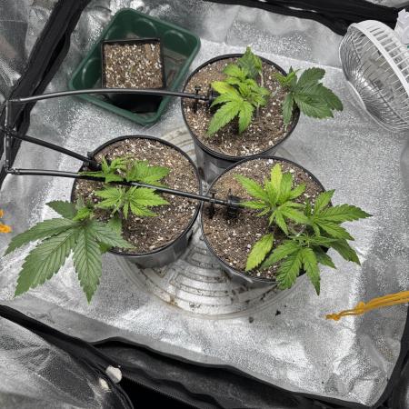 Chocolate Skunk (A, B, C)