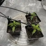 Chocolate Skunk (A, B, C)