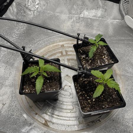 Chocolate Skunk (A, B, C)