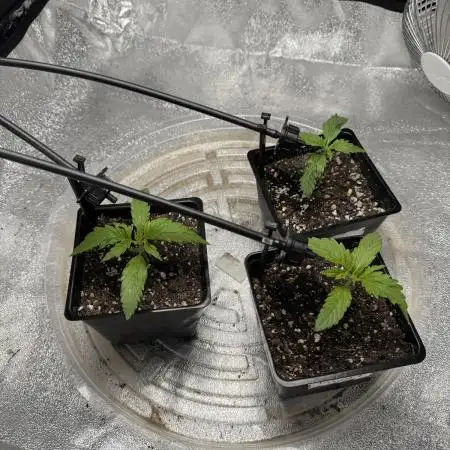 Chocolate Skunk (A, B, C)